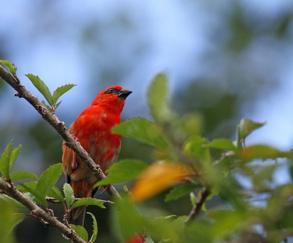 Superbes images d'oiseaux