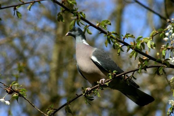 Superbes images d'oiseaux