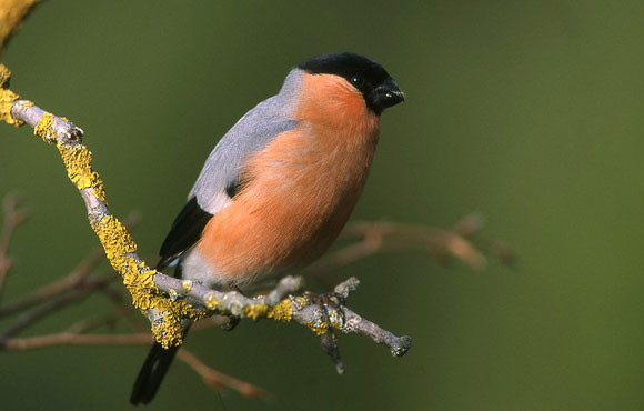 Superbes images d'oiseaux