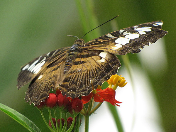 Superbes papillons