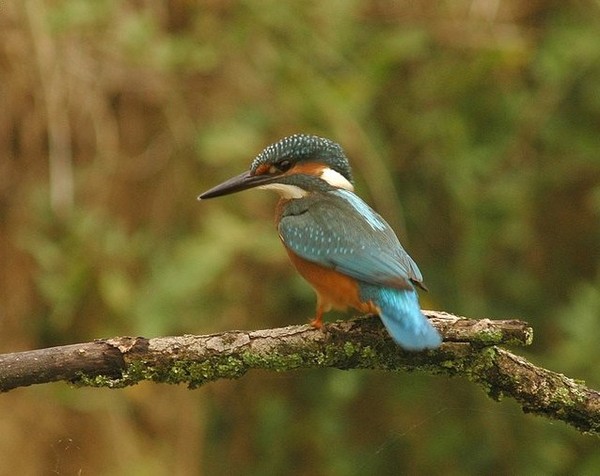 Superbes images d'oiseaux