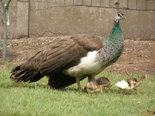 Belles familles