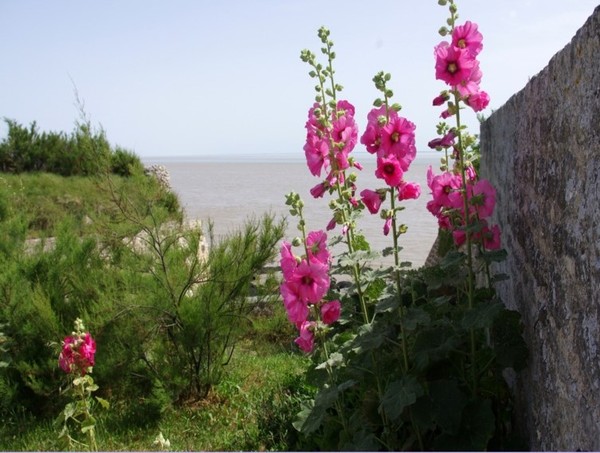 Beau village de Talmont-sur-Gironde