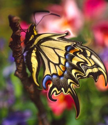 Superbe papillon