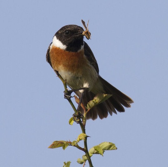 Superbes images d'oiseaux