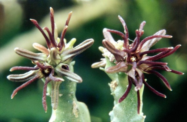 Fleurs de Cactus