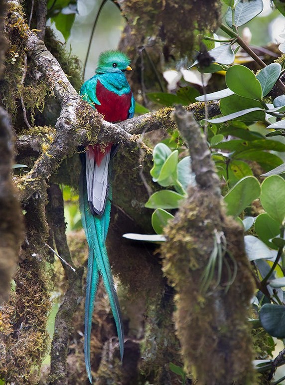 Superbes images d'oiseaux