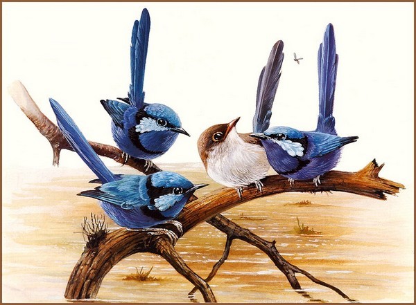 Superbes peintures d'oiseaux