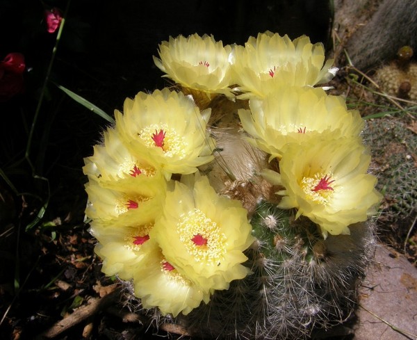 Fleurs de Cactus