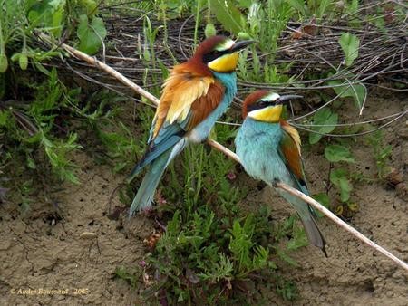 Superbes images d'oiseaux