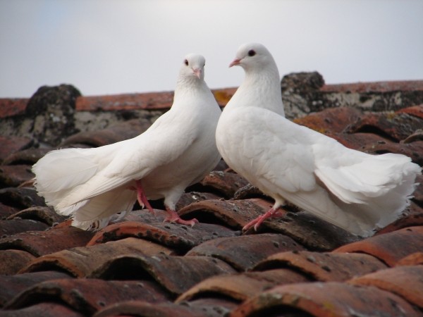 Superbes images d'oiseaux