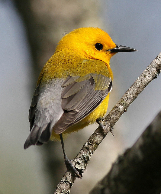 Superbes images d'oiseaux