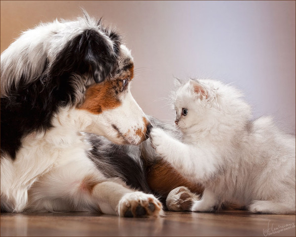 Belles images- Chiens et Chats