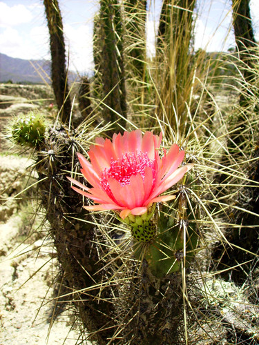 Fleurs de Cactus