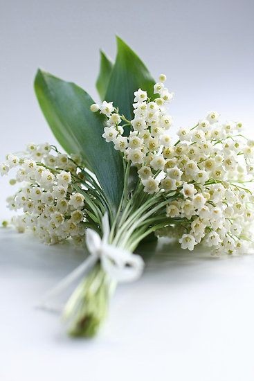 Le temps du Muguet