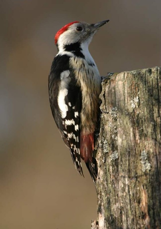 Superbes images d'oiseaux