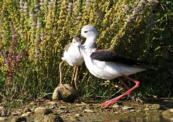 Superbes images d'oiseaux