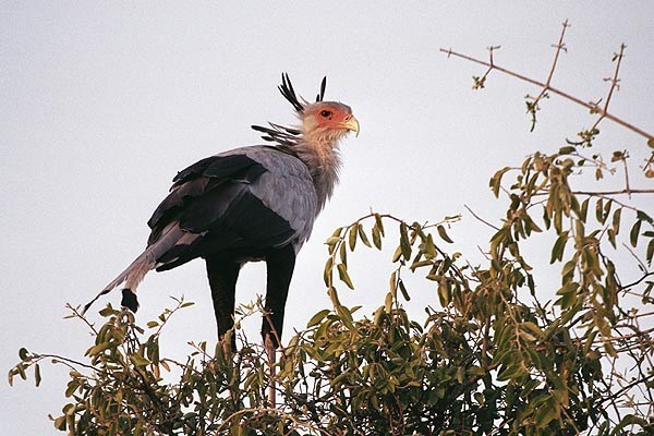 Superbes images d'oiseaux