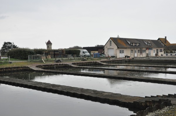 Plage de Normandie(Calvados)