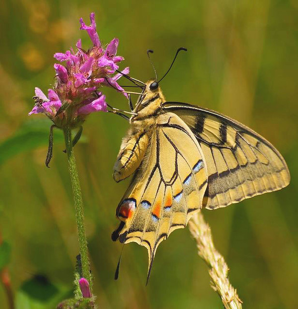 Superbes papillons