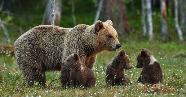 Belle famille