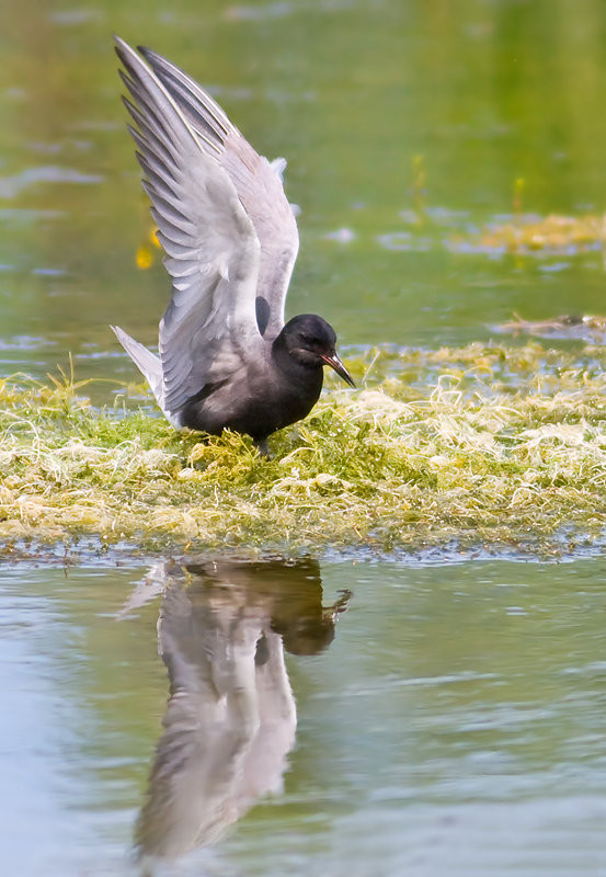 Superbes images d'oiseaux