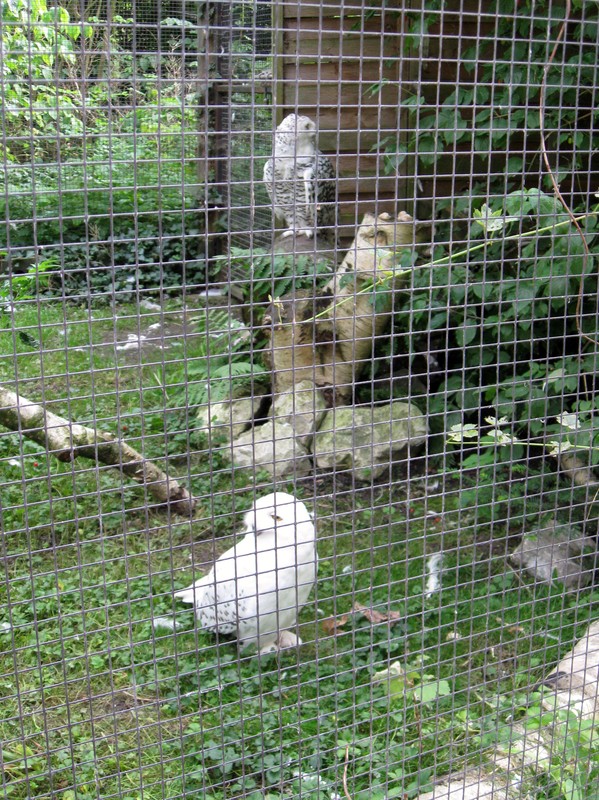 Zoo d'Amiens -2012