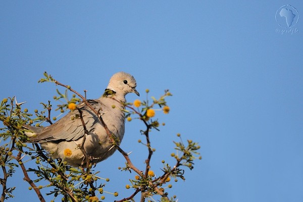 Superbes images d'oiseaux