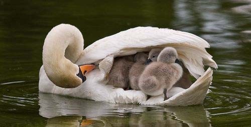 Belles familles