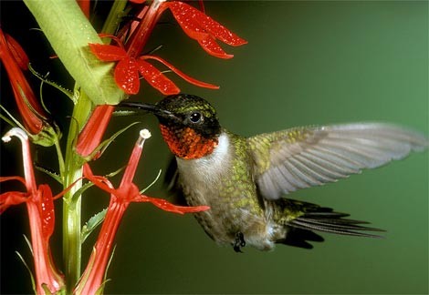 Superbes images d'oiseaux