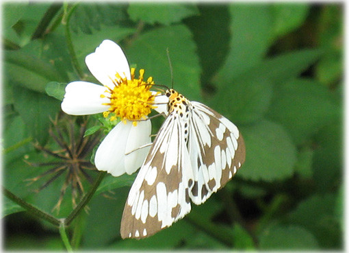 Superbes papillons