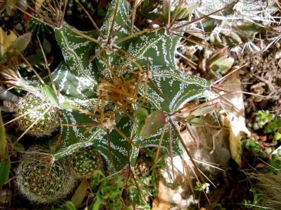 Fleurs de Cactus