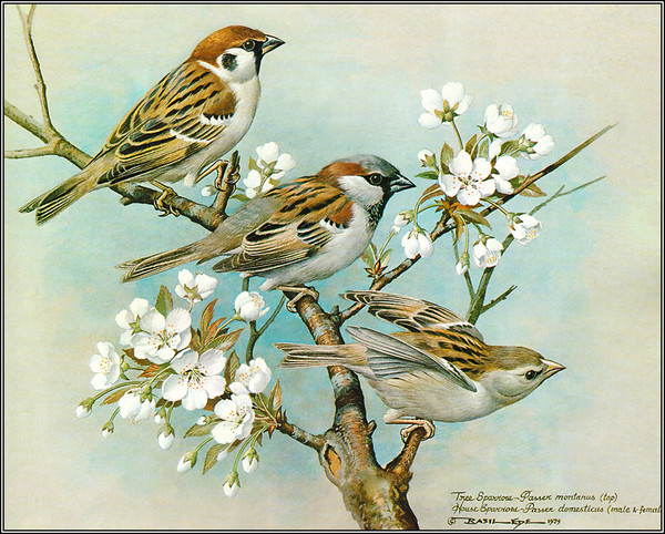 Superbes peintures d'oiseaux