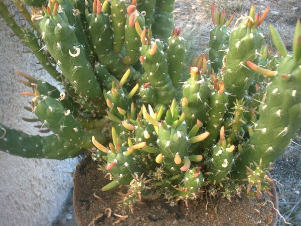 Fleurs de Cactus