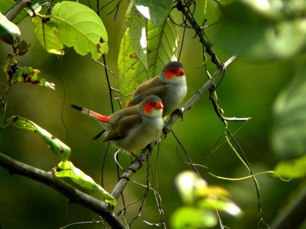 Superbe image d'oiseaux