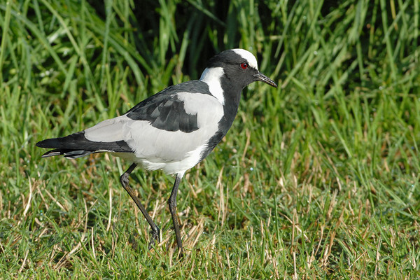 Superbes images d'oiseaux