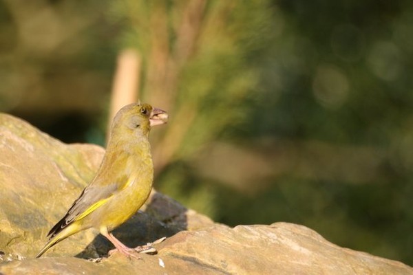 Superbes images d'oiseaux