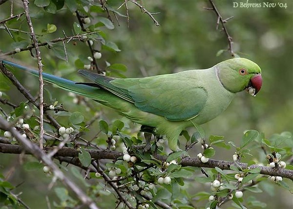 Superbes images d'oiseaux