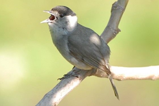 Superbes images d'oiseaux