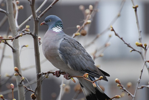 Superbes images d'oiseaux