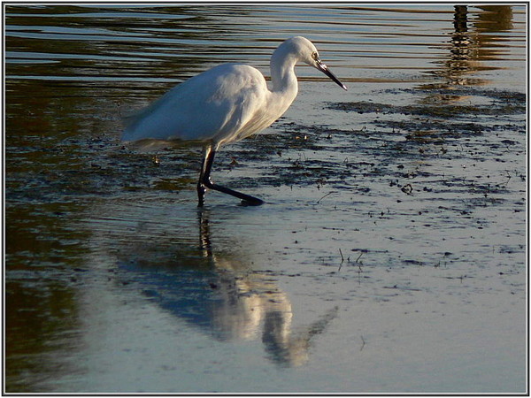 Superbes images d'oiseaux