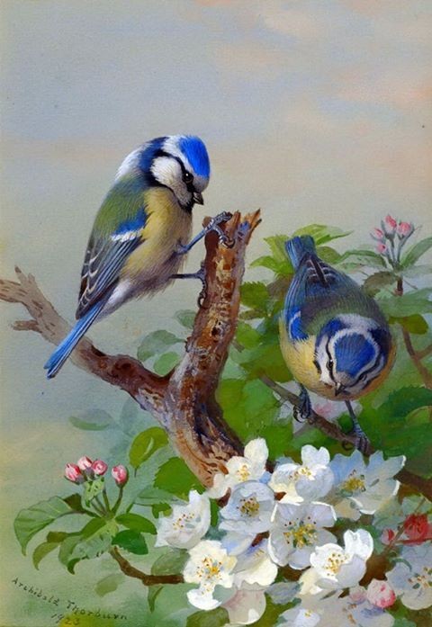 Superbes peintures d'oiseaux