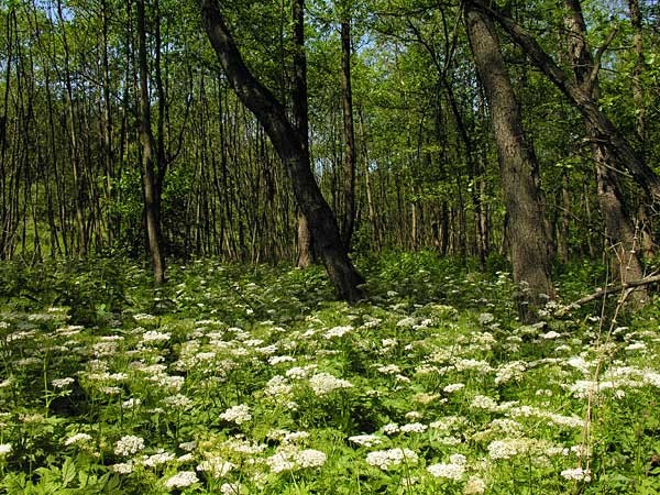 Paysages -Printemps -Eté