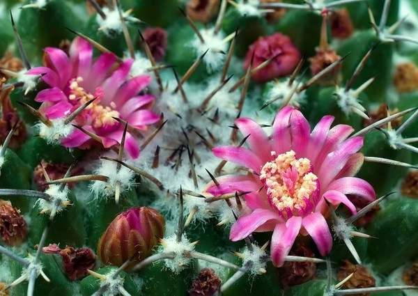 Fleurs de Cactus