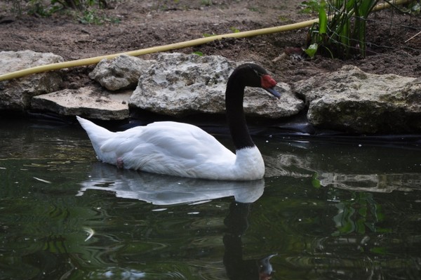 Superbes images d'oiseaux