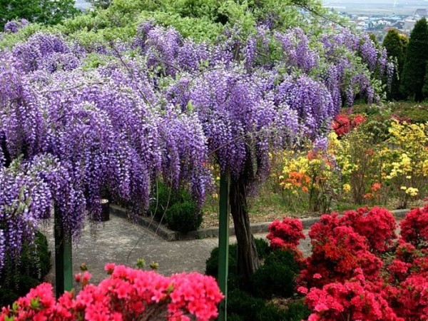 Jardin  fleuri