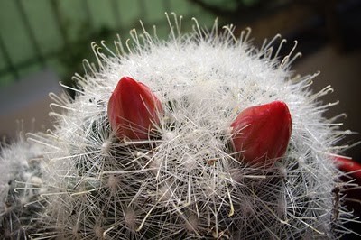 Fleurs de Cactus