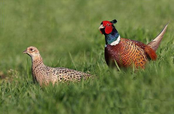 Superbes images d'oiseaux