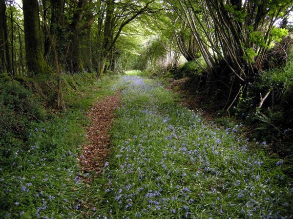 Sous bois au printemps