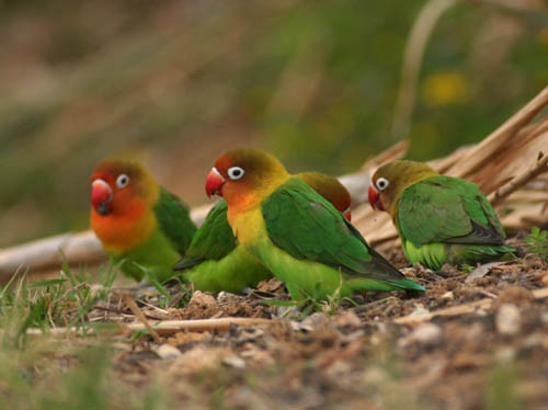 Superbes images d'oiseaux